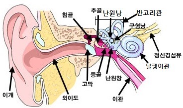 이석증의 원인 6가지와 주요 증상 및 치료와 예방법